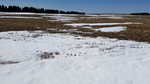 Figure 11.6 Snowmelt directly across the road from Figures 11.4 and 11.5 taken the same date in a long-term (greater than 20 years) managed field. Standing residue results in more even snow depth then in the conventionally tilled fields. Soils under the residue and the even snow depth tend to be less frozen than those in conventional till, resulting in snowmelt infiltration rather than runoff and erosion. (NDSU photo)